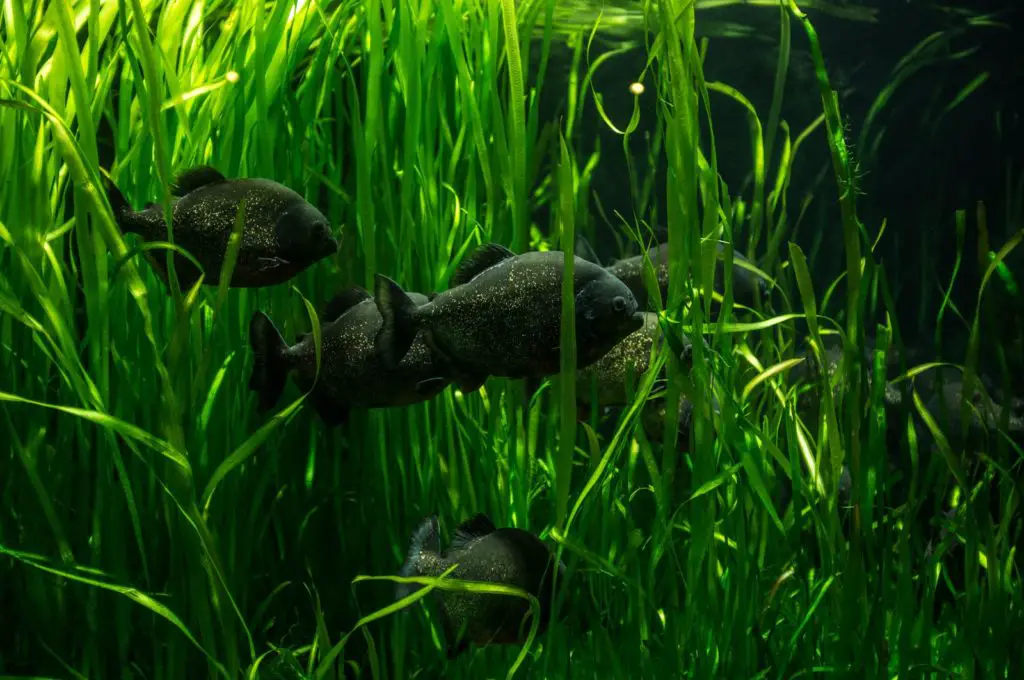 7519260 shot of a school of fish swimming through underwater plants