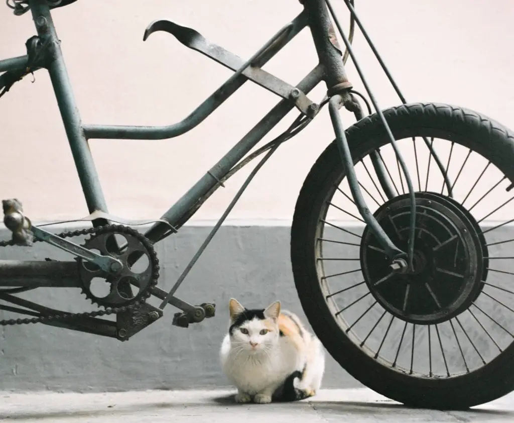 Bike and cat